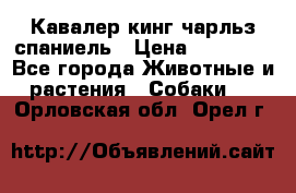 Кавалер кинг чарльз спаниель › Цена ­ 40 000 - Все города Животные и растения » Собаки   . Орловская обл.,Орел г.